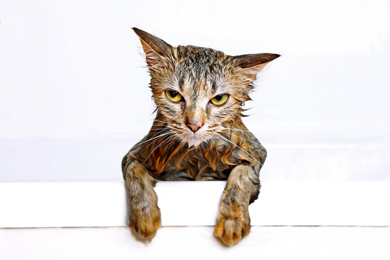 Curated Why Cats Hate Getting Wet Based On Studies And Research Gallery View