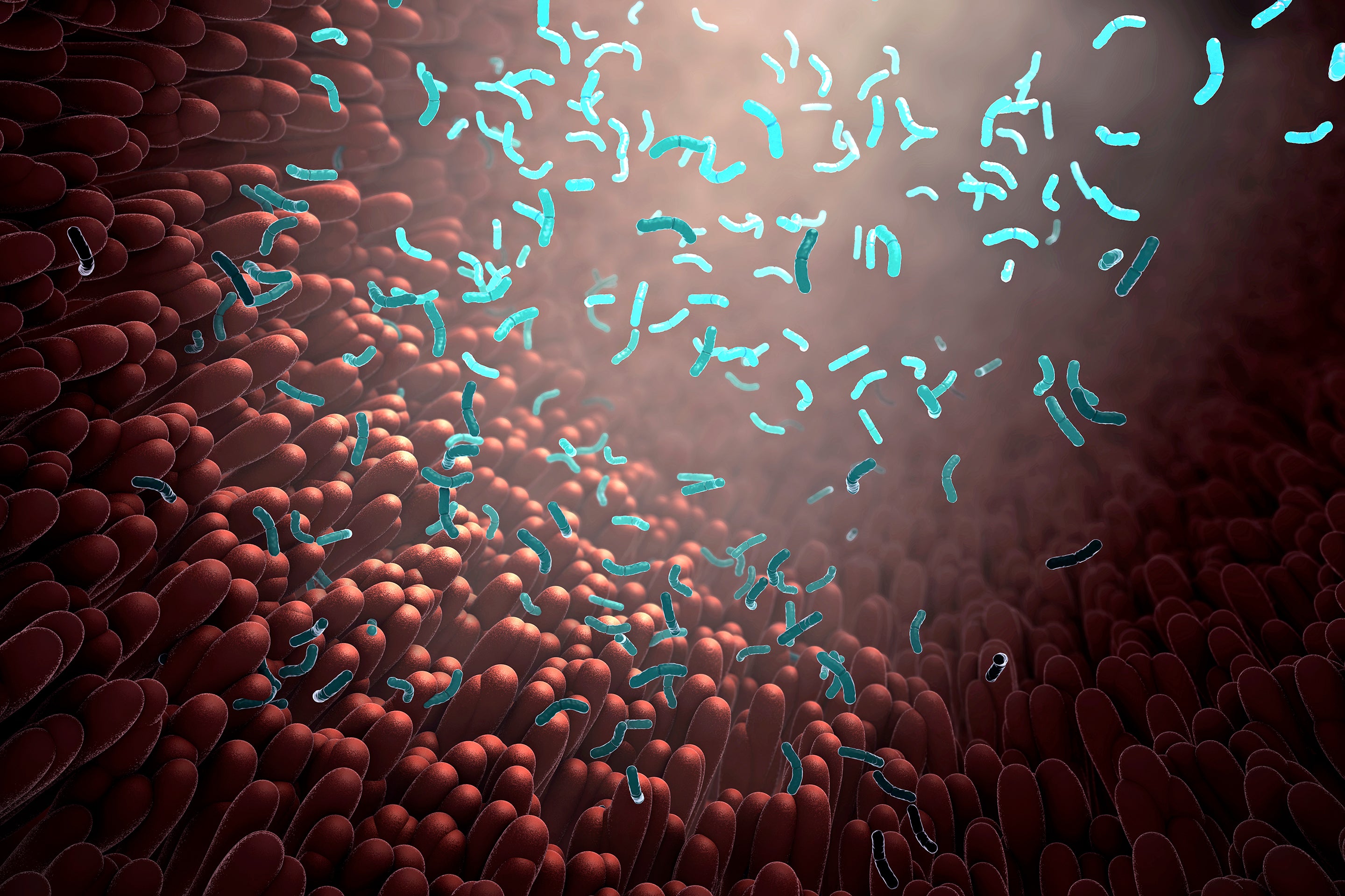 Illustration of bacteria as part of the intestinal microbiome in the digestive tract.