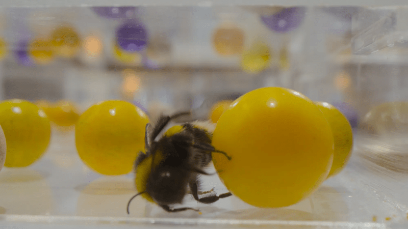 A bee holds onto a wooden yellow ball larger than itself and rolls against the floor.