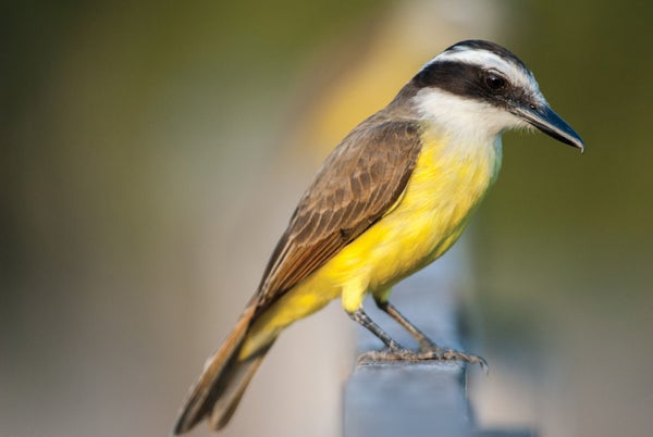 Close up of a perched bird with yellow and brown feathers