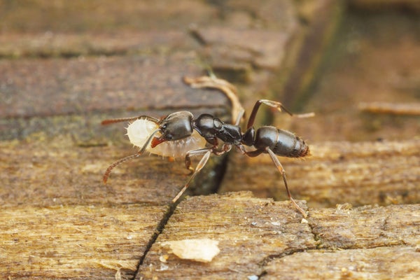 Close up de uma formiga de agulha asiática (braquiponera chinensis) andando em madeira, carregando e movendo uma larva de um ninho perturbado