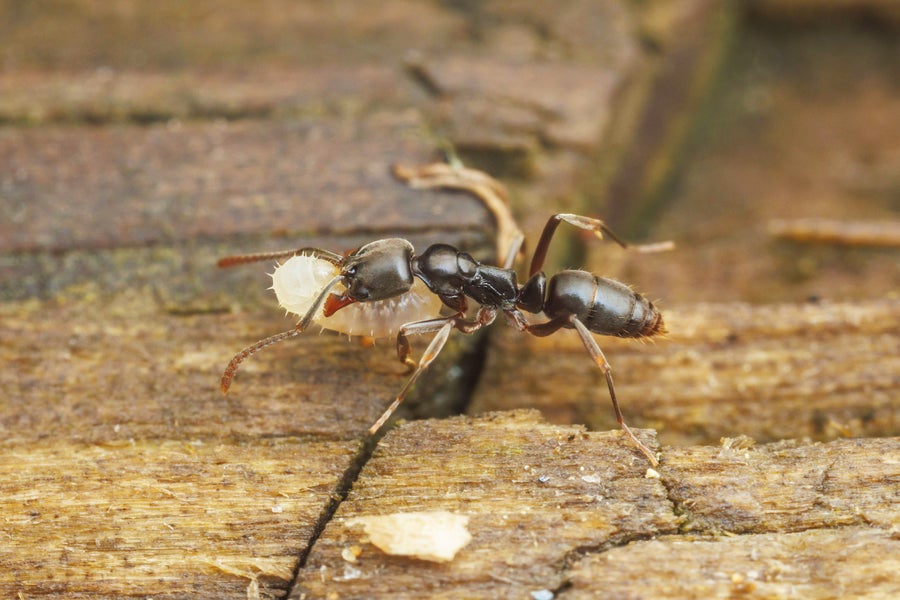 https://static.scientificamerican.com/dam/m/5325338247fe79d7/original/asian_needle_ant_brachyponera_chinensis_moves_larva.jpg?m=1749675861.189&w=900