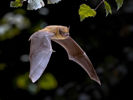 Flying pipistrelle bat on mostly black background, some vegetation