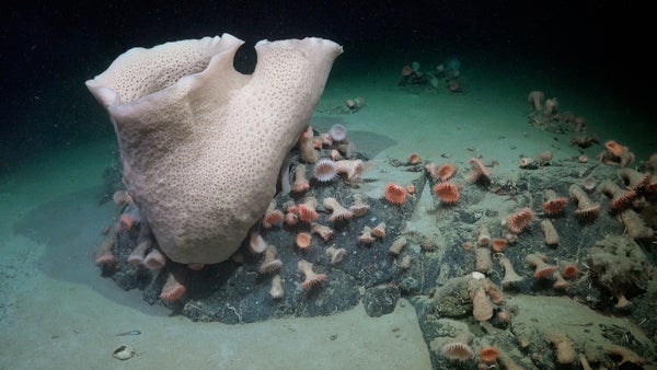 Large ivory-colored sponge surrounded by smaller pastel-colored anemones