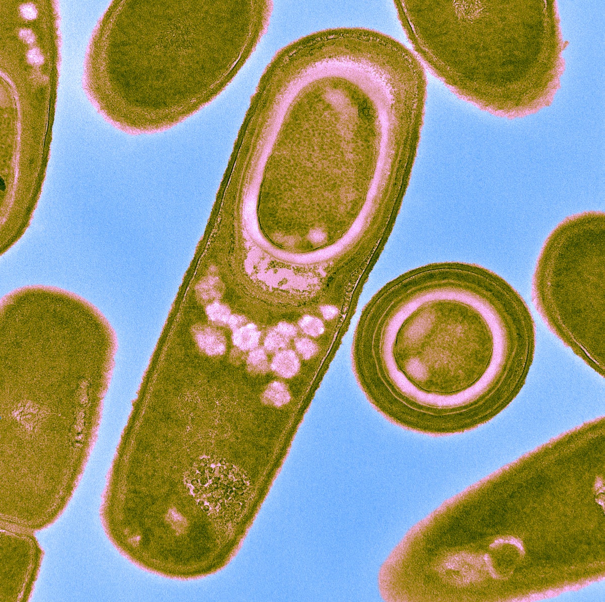 Color enhanced Transmission Electron Micrograph (TEM) of Bacillus subtilis bacteria