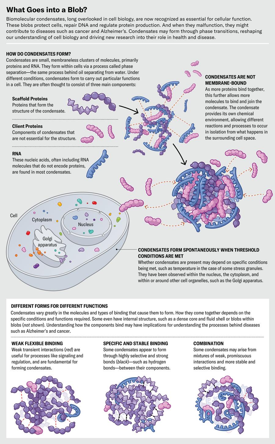 Graphic shows how biomolecular condensates form via phase separation, where they can occur in cells, and three basic forms. The basic forms are rooted in weak flexible binding, specific and stable binding, or a combination of binding types.