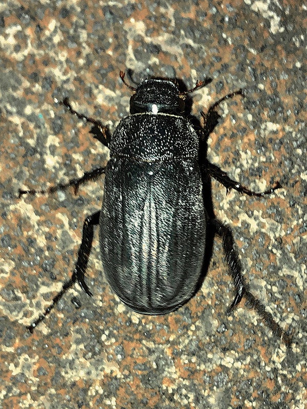 Top view of beetle.