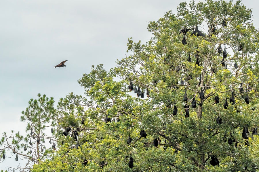 A large group of black flying foxes hang from trees.