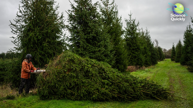An image of a man cutting down a Christmas tree in a farm.