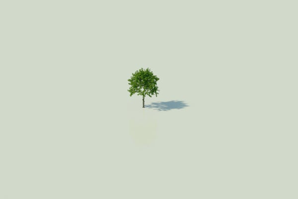 Illustration of separate lonely tree