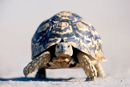 A tortoise walking toward the camera.