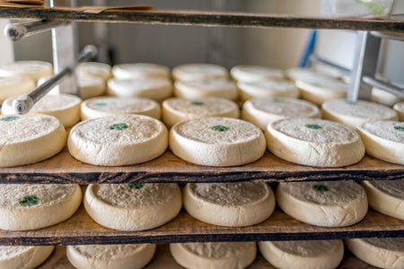 Wheels of handmade Reblochon cheese laid out on a rack during the production process