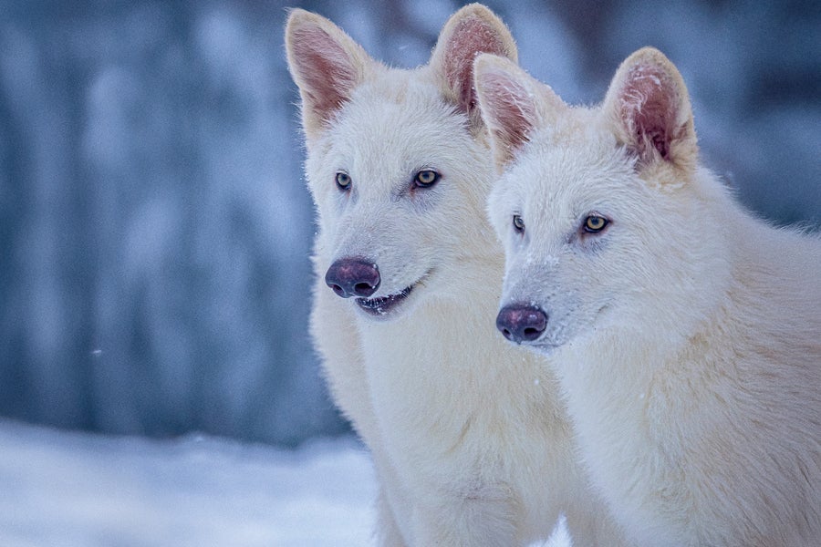 Colossal’s dire wolves, Romulus and Remus, at three months of age, standing next to each other in a snowy landscape looking off to the left of the camera