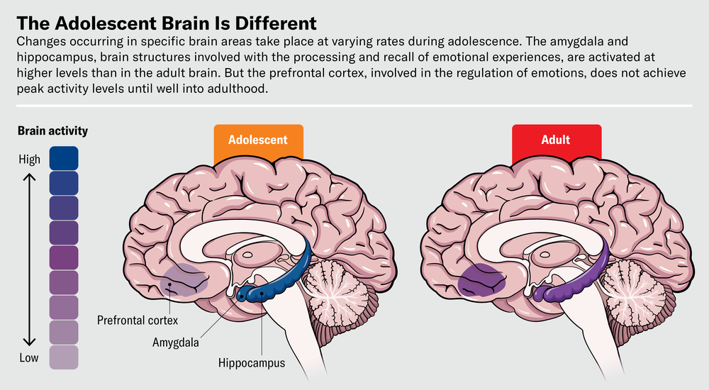 Brain drawings show that the amygdala and hippocampus are activated at higher levels in adolescents than adults. But the prefrontal cortex, involved in the regulation of emotions, does not achieve peak activity levels until well into adulthood.