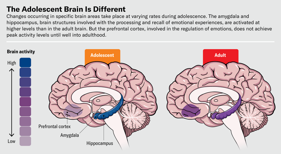 Brain drawings show that the amygdala and hippocampus are activated at higher levels in adolescents than adults. But the prefrontal cortex, involved in the regulation of emotions, does not achieve peak activity levels until well into adulthood.