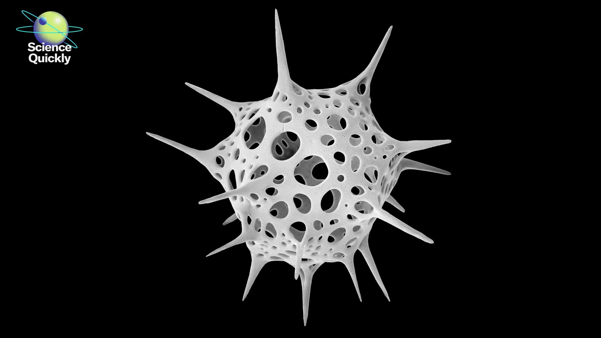 A greatly magnified view of a small, hollow marine creature covered in spikes and holes