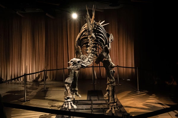 Stegosaurus fossil named Apex on display at the the American Museum of Natural History