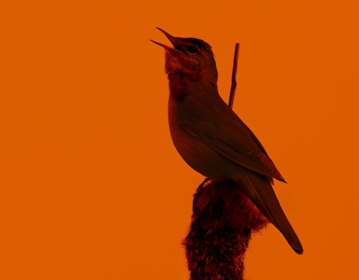 A bird singing at sunset atop a tufted plant.