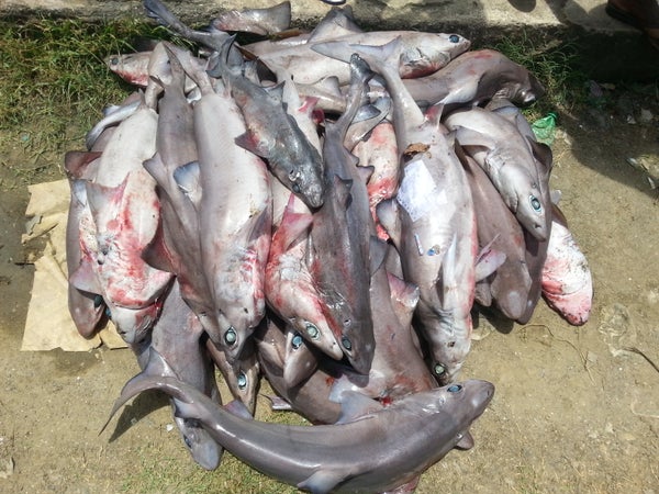 Decenas de cadáveres de tiburones devoradores apilados en el suelo