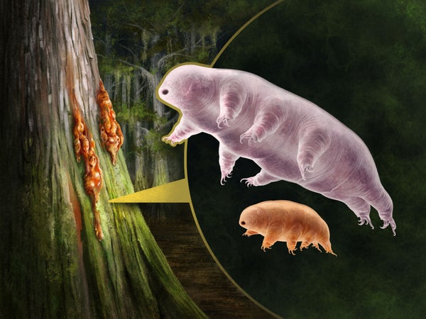 Tardigrade Fossils Reveal When ‘Water Bears’ Became Indestructible ...