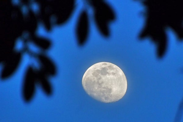 View of the evening sky with the waxing moon silhouetted past the leaves of the trees