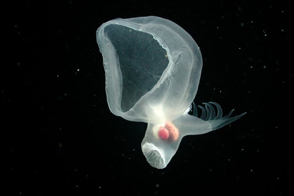 Photograph of the mystery mollusk (Bathydevius caudactylus) as observed by MBARI's ROVTiburon in the outer Monterey Canyon, showing a ghostly translucent outline and a wide hood to catch prey