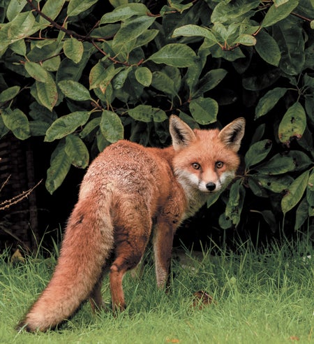 A fox in a backyard setting.