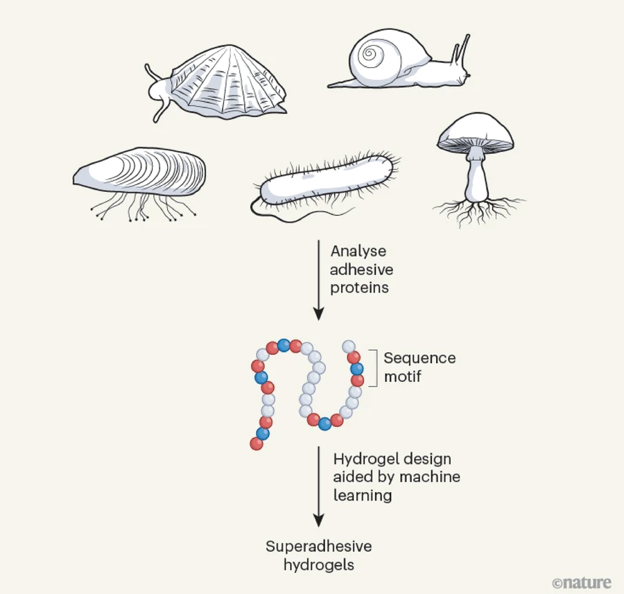 Diagram depicts the steps in the process of developing superadhesive hydrogels.