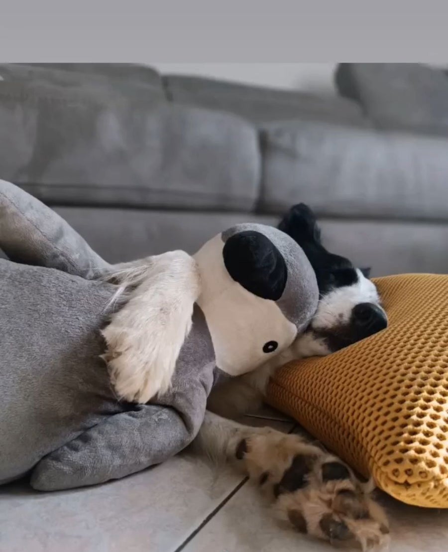 Border collie, Arya, sleeping while embracing a stuffed animal