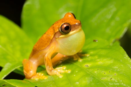 An orange frog on a leaf