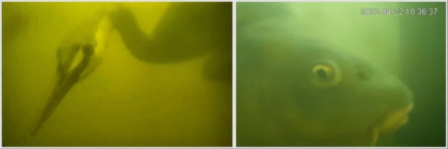 Photo of a duck and fish from the Visdeurbel underwater camera