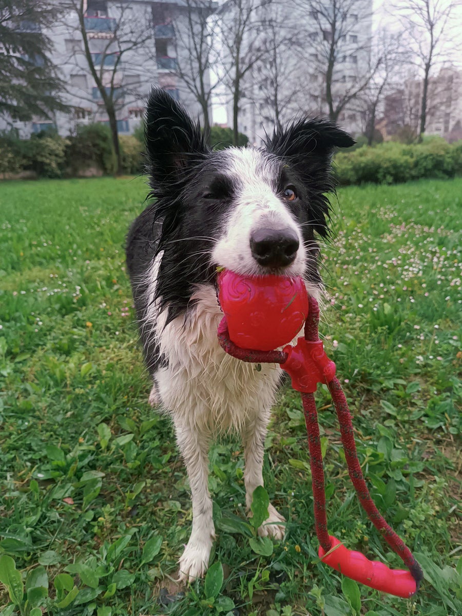 Border collie, Arya, with a red rope toy in her mouth