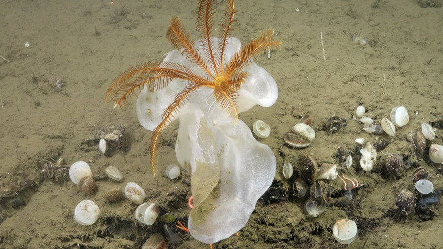 crinoid on sponge