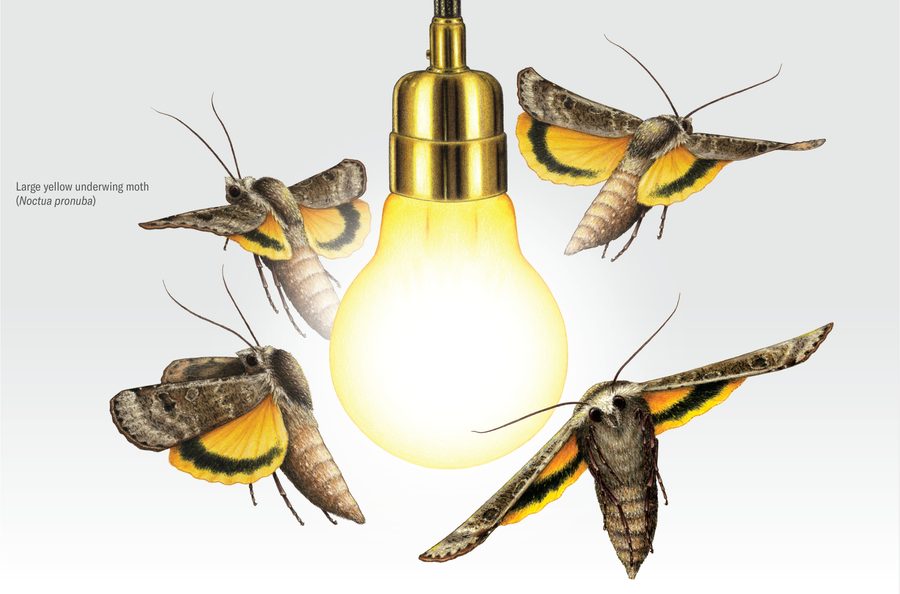 Illustration of the moth Noctua pronuba exhibiting a dorsal light response. Four of the flying insects circle a light bulb, turning their backs toward the light.
