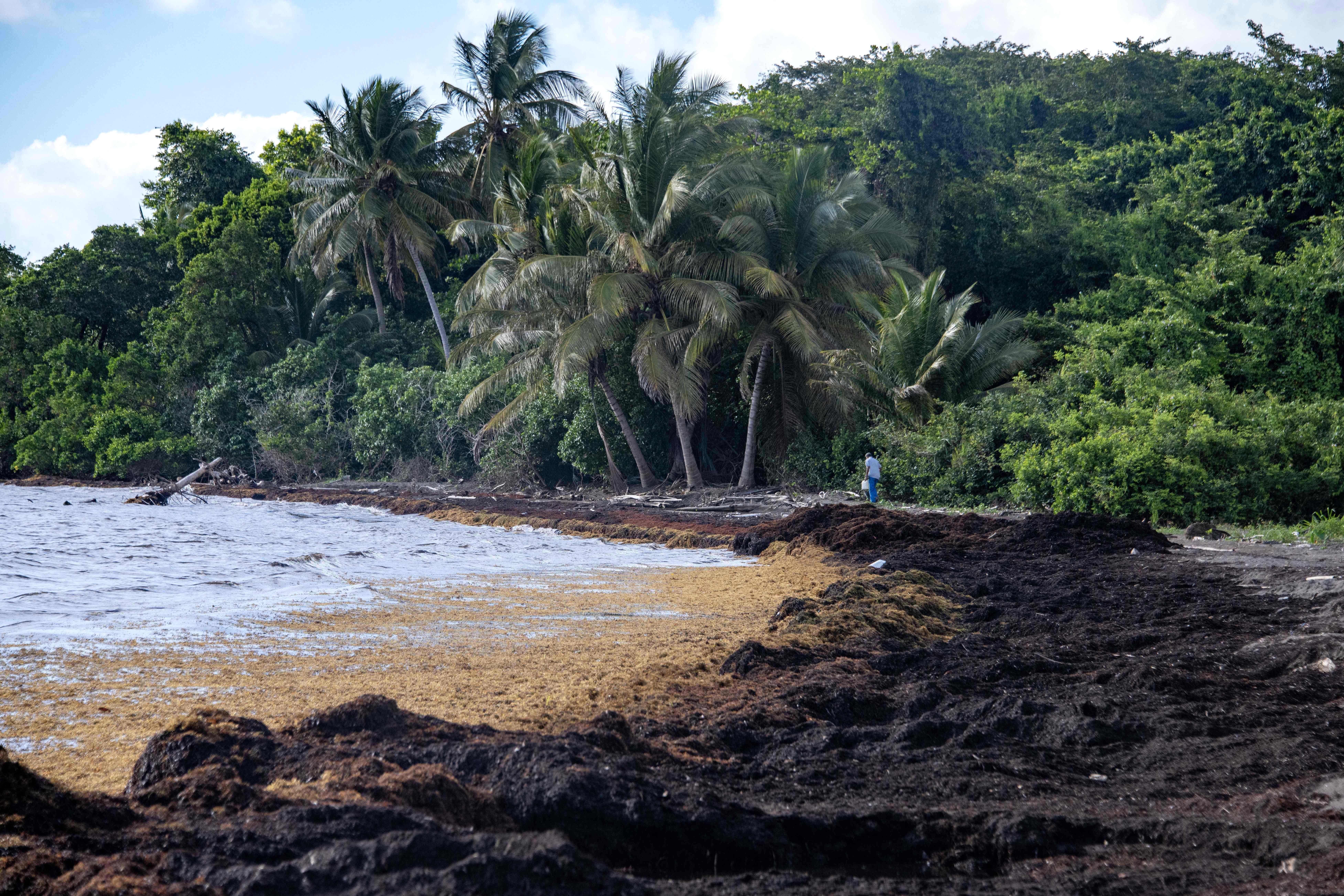 Carribean beach with palm trees and brown and black seaweed washes ashore.