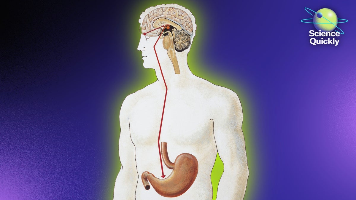 The Gut-Brain Connection Is RealAnd It's Changing How We Think about Health