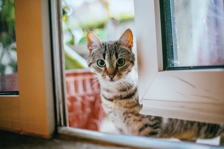 domestic cat looking into an open door