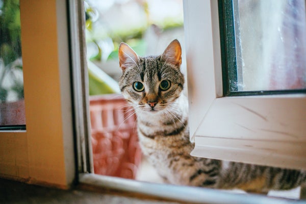 domestic cat looking into an open door