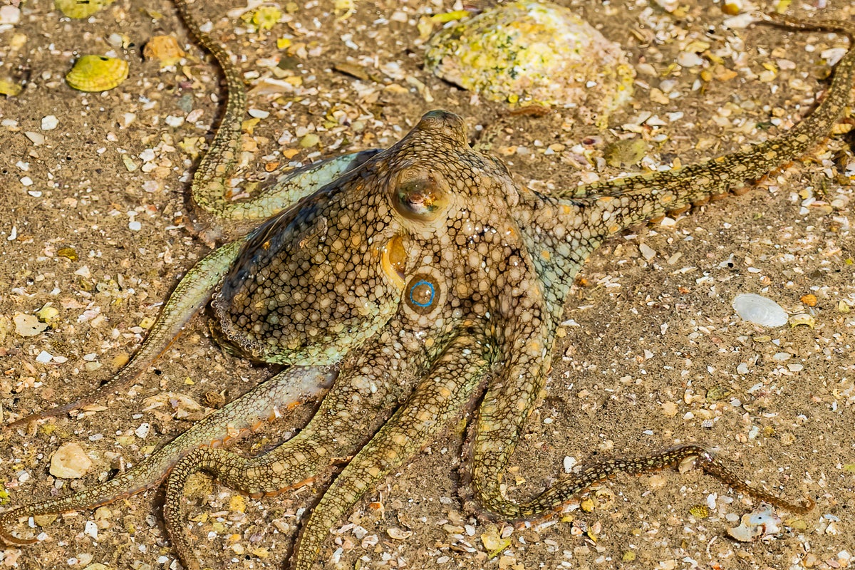 California two-spot octopus (Octopus bimaculoides) in shallow water