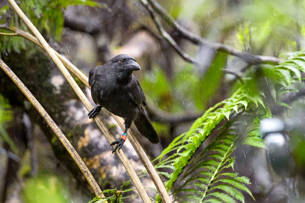 Foto de 'Alalā o cuervo hawaiano (Corvus hawaiiensis)