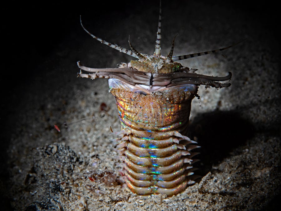 Bobbit worm at night