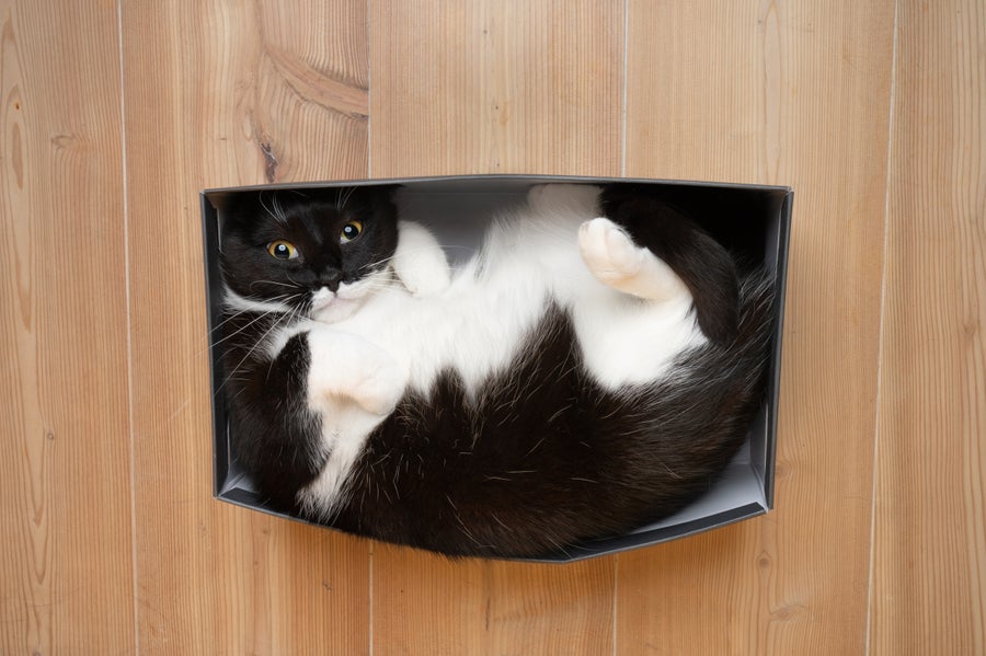 Cute playful cat resting in small box