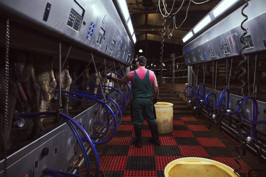 A man in coveralls with his back to the camera walks down a line of dairy cows that are being milked by machine inside a metal barn
