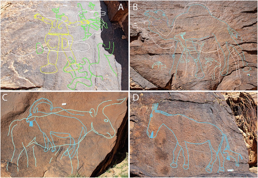 Photo composed of 4 tagged images, "TO," "B," "DO," and "D," showing rock art at Jebel Arnaan. The rubbings highlight the layers of engravings, showing phase 1 in green, phase 2 in yellow, phase 3 in white, and phase 4 in shades of blue.