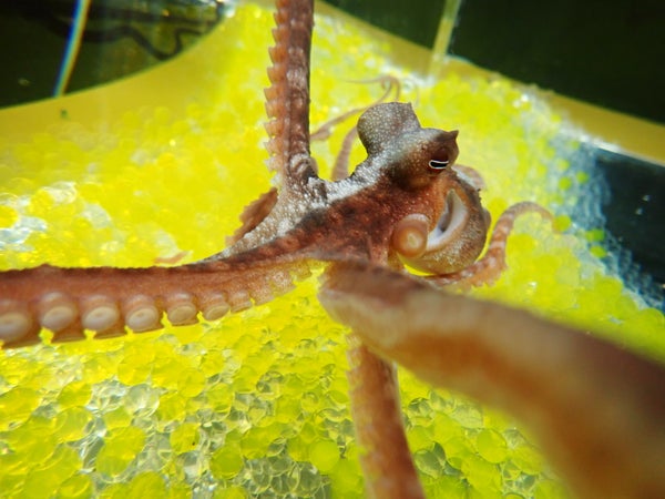 A close up view of an octopus in a tank of water with a yellow background.
