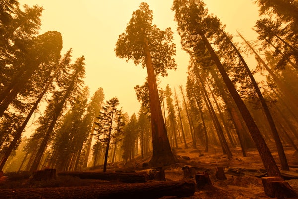 Sequoia trees in front of a yellow sky.