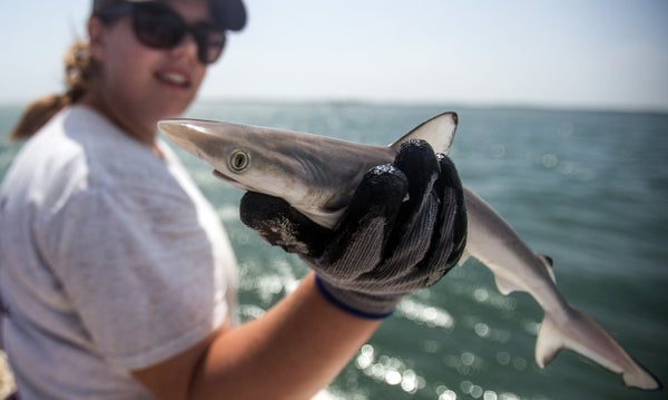A student researcher holds a young male Atlantic sharpnose shark near Cape Lookout on the Outer Banks of North Carolina.