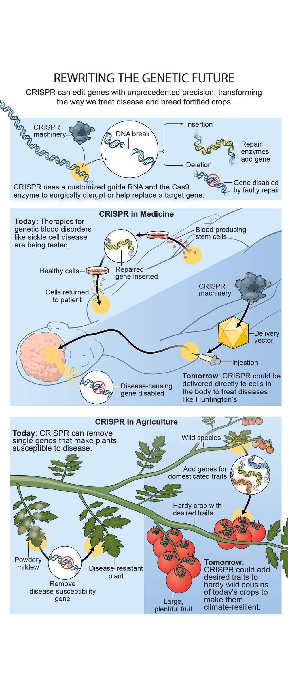 Next-Gen CRISPR and the Future of Gene Editing | Scientific American