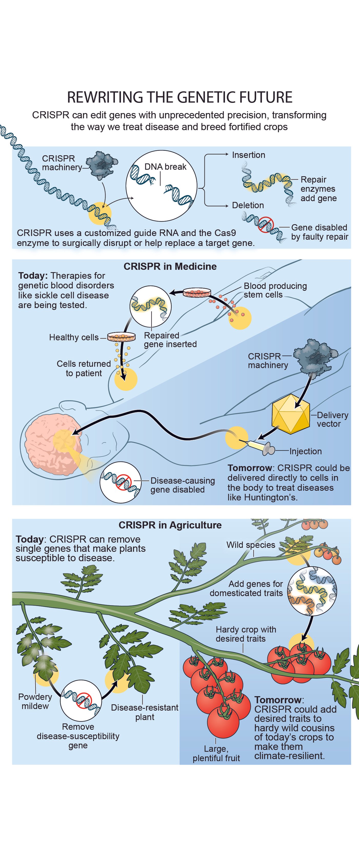 Next-Gen CRISPR and the Future of Gene Editing | Scientific American