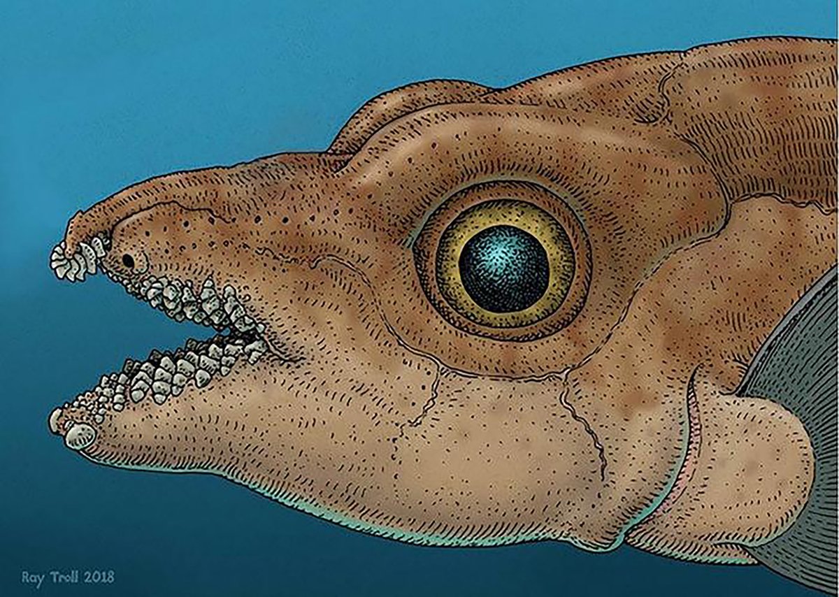 This Gloriously Weird Fish Has Teeth on Its Forehead for Sex